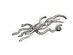 Spaghetti © 1989 / 2008 M. Stoewer