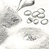 WEIHNACHTEN: NUSSPLÄTZCHEN. © 1996 / 2010 Stoewer